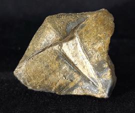 Sonstige - Brachiopoden - Syringothyris cf. cuspidata (MARTIN 1796)